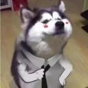 Codex Manager
